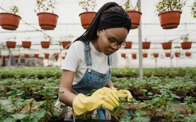 A Horticulture Nursery Worker